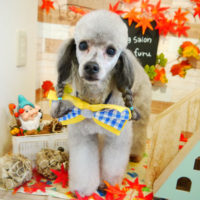 【本店】2019年10月30日のワンちゃん達♪