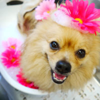 【本店】2019年10月31日のワンちゃん達♪