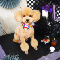 【山手店】2019年10月3日のワンちゃん達♪