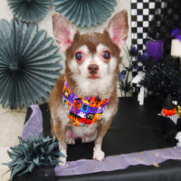 【山手店】2019年10月4日のワンちゃん達♪