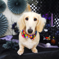 【山手店】2019年10月5日のワンちゃん達♪