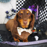 【山手店】2019年10月6日のワンちゃん達♪