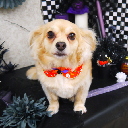 【山手店】2019年10月7日のワンちゃん達♪