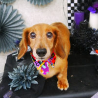 【山手店】2019年10月11日のワンちゃん達♪