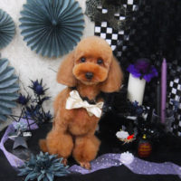 【山手店】2019年10月13日のワンちゃん達♪