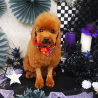 【山手店】2019年10月14日のワンちゃん達♪