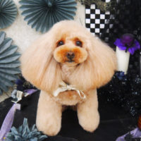 【山手店】2019年10月17日のワンちゃん達♪