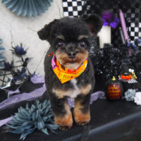 【山手店】2019年10月19日のワンちゃん達♪