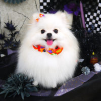 【山手店】2019年10月20日のワンちゃん達♪