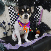 【山手店】2019年10月21日のワンちゃん達♪