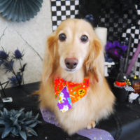 【山手店】2019年10月23日のワンちゃん達♪