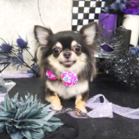 【山手店】2019年10月24日のワンちゃん達♪