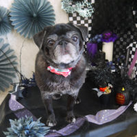 【山手店】2019年10月26日のワンちゃん達♪