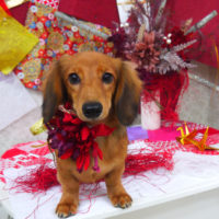 【山手店】2019年10月27日のワンちゃん達♪