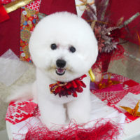 【山手店】2019年10月28日のワンちゃん達♪