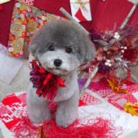 【山手店】2019年10月31日のワンちゃん達♪