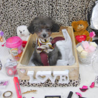 【池下店】2019年10月3日のワンちゃん達♪