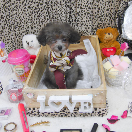 【池下店】2019年10月3日のワンちゃん達♪