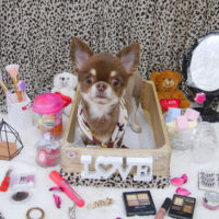 【池下店】2019年10月4日のワンちゃん達♪