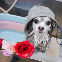 【池下店】2019年10月6日のワンちゃん達♪