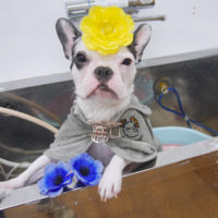 【池下店】2019年10月7日のワンちゃん達♪