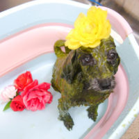 【池下店】2019年10月11日のワンちゃん達♪