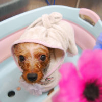 【池下店】2019年10月13日のワンちゃん達♪