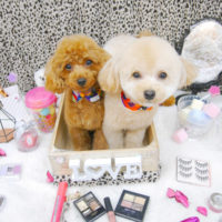 【池下店】2019年10月14日のワンちゃん達♪