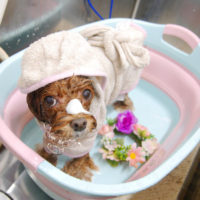 【池下店】2019年10月17日のワンちゃん達♪