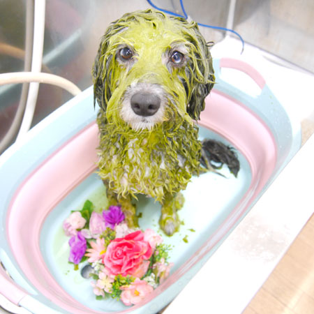 【池下店】2019年10月18日のワンちゃん達♪