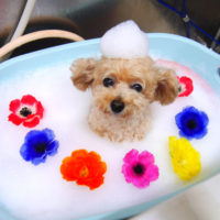 【池下店】2019年10月19日のワンちゃん達♪