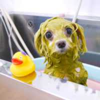 【池下店】2019年10月20日のワンちゃん達♪