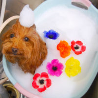 【池下店】2019年10月21日のワンちゃん達♪