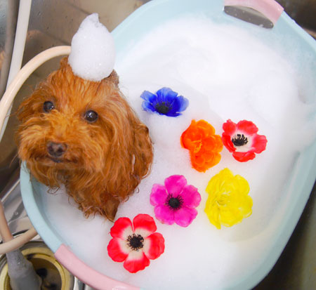 【池下店】2019年10月21日のワンちゃん達♪