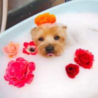 【池下店】2019年10月23日のワンちゃん達♪