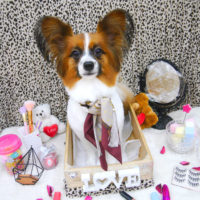 【池下店】2019年10月25日のワンちゃん達♪