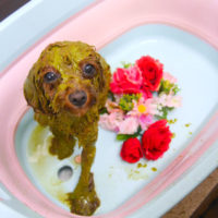 【池下店】2019年10月26日のワンちゃん達♪