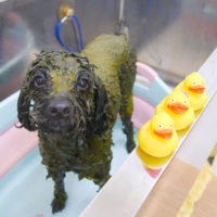 【池下店】2019年10月27日のワンちゃん達♪