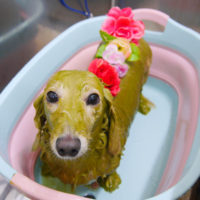 【池下店】2019年10月28日のワンちゃん達♪