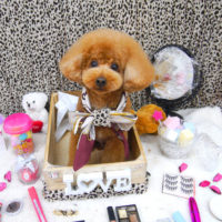 【池下店】2019年10月30日のワンちゃん達♪