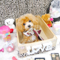 【池下店】2019年10月31日のワンちゃん達♪