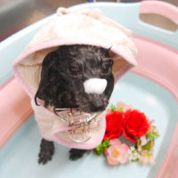 【池下店】2019年11月1日のワンちゃん達♪