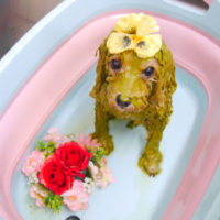 【池下店】2019年11月2日のワンちゃん達♪