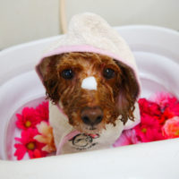 【本店】2019年11月01日のワンちゃん達♪