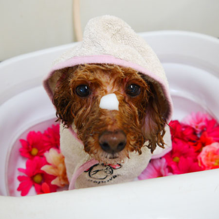 【本店】2019年11月01日のワンちゃん達♪