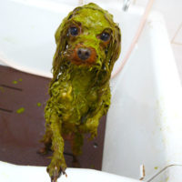 【本店】2019年11月02日のワンちゃん達♪