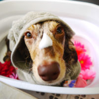 【本店】2019年11月03日のワンちゃん達♪