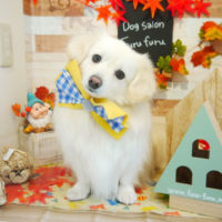 【本店】2019年11月04日のワンちゃん達♪