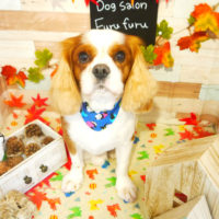 【本店】2019年11月6日のワンちゃん達♪