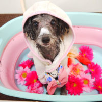 【本店】2019年11月7日のワンちゃん達♪